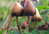 Magic Mushrooms for Wellness: Exploring Their Therapeutic Potential