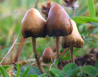 Magic Mushrooms for Wellness: Exploring Their Therapeutic Potential