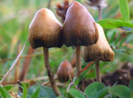 Magic Mushrooms for Wellness: Exploring Their Therapeutic Potential