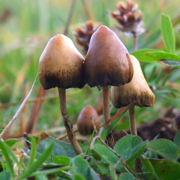 Magic Mushrooms for Wellness: Exploring Their Therapeutic Potential